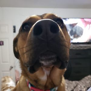 Meet your Posher, Lisa